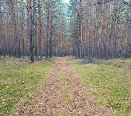 Прирезка лесных участков Кадастровые работы в Красном селе